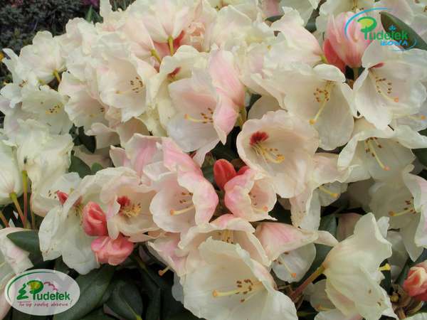 Rhododendron Babette